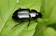 Aztecarpalus schaefferi