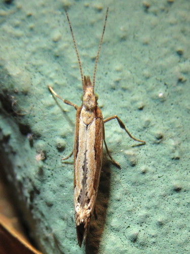 Dame's Rocket Moth photo 5