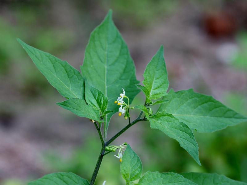 American Nightshade Plants Of Samuel P Taylor State Park INaturalist american-nightshade-plants-of-samuel-p-taylor-state-park-inaturalist