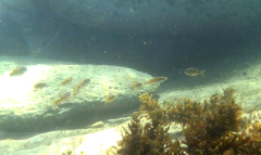 Stethojulis interrupta