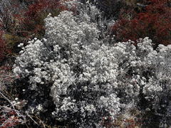 Tetradymia