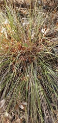 Carex barbarae