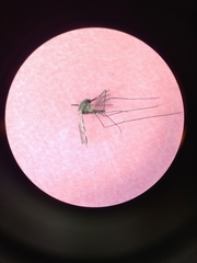 Anopheles franciscanus