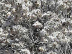 Tetradymia