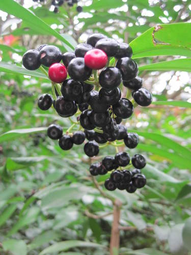 American nightshade (Plants of Samuel P. Taylor State Park) · iNaturalist