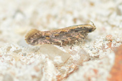 Aristotelia rubidella