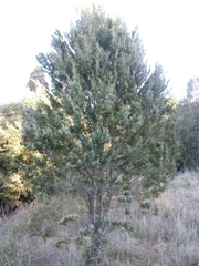 Callitris glaucophylla