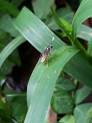 Stromboceridea culta