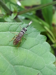 Stromboceridea culta