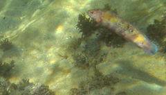 Eupetrichthys angustipes