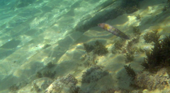 Eupetrichthys angustipes