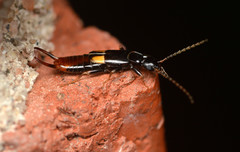 Marava arachidis
