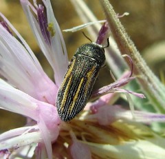 Acmaeoderini