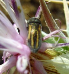 Acmaeoderini