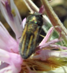 Acmaeoderini