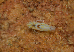 Erythroneura octonotata