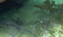 Trachinops taeniatus