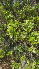 Quillaja saponaria