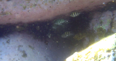 Abudefduf whitleyi