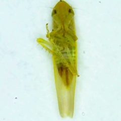 Forcipata loca