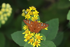 Myscelus amystis