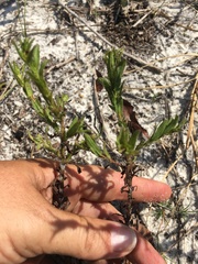 Chrysopsis lanuginosa