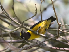 Euphonia concinna