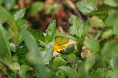 Eurema blanda