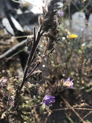 Phacelia franklinii