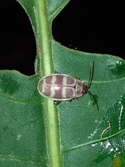 Asphaera quadrifasciata