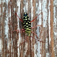 Placosternus difficilis