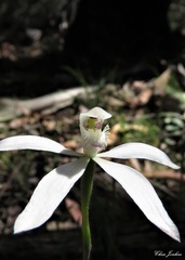 Caladenia dimorpha