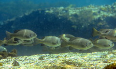 Girella elevata