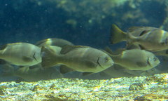 Girella elevata