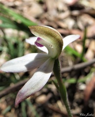 Caladenia dimorpha