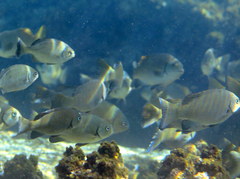 Girella elevata