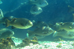 Girella elevata
