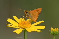 Hesperia meskei straton