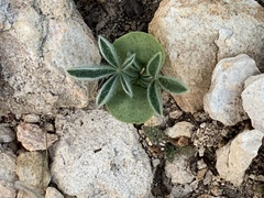 Lupinus texensis