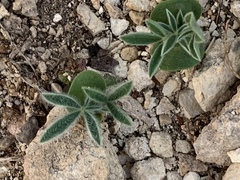 Lupinus texensis