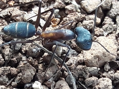 Camponotus lespesii