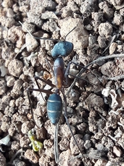 Camponotus lespesii