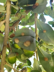 Druon quercuslanigerum