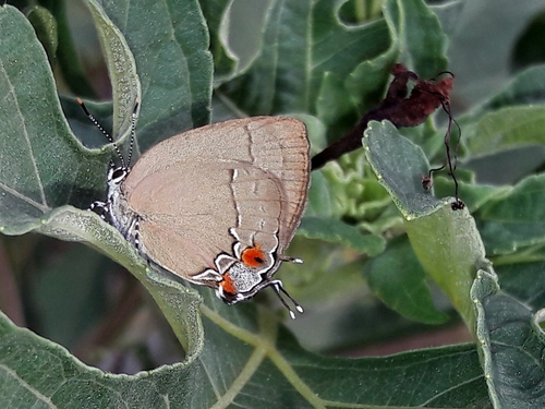 Primorosa común