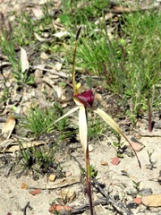 Caladenia fitzgeraldii