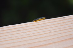 Macremphytus tarsatus