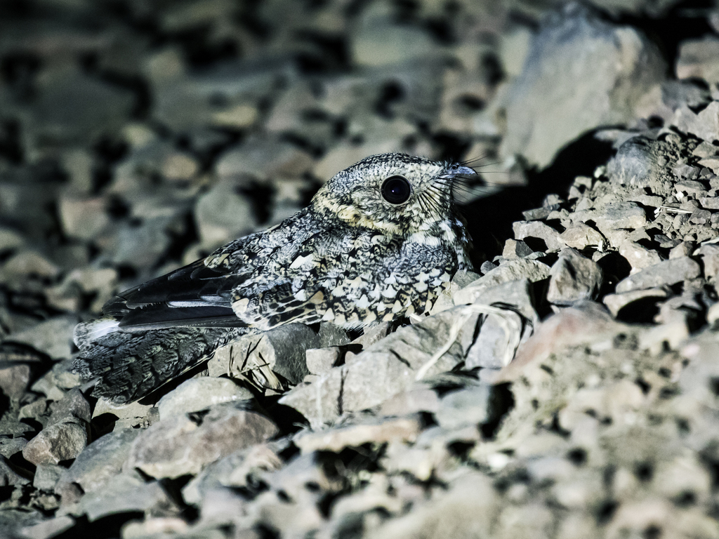 Tschudi's Nightjar (Quechuavis decussata) photo