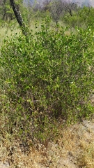 Colliguaja odorifera