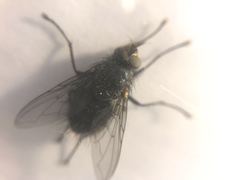 Xenocalliphora