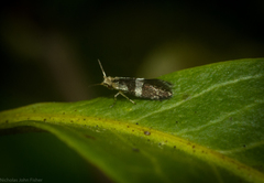 Micropterigidae